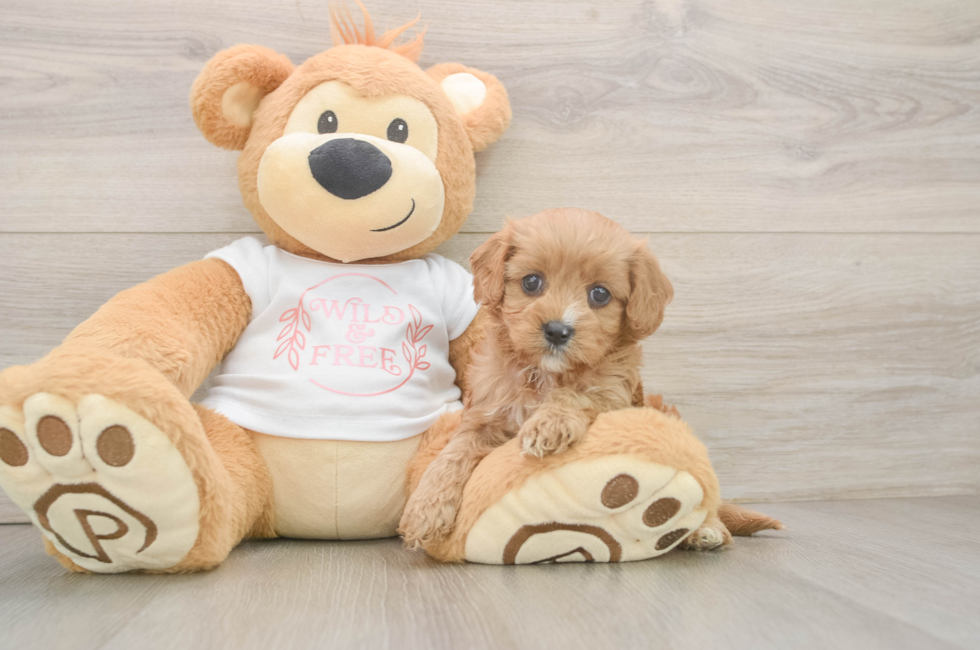 5 week old Cavapoo Puppy For Sale - Premier Pups