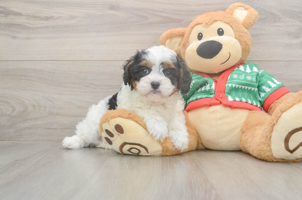 5 week old Cavapoo Puppy For Sale - Premier Pups