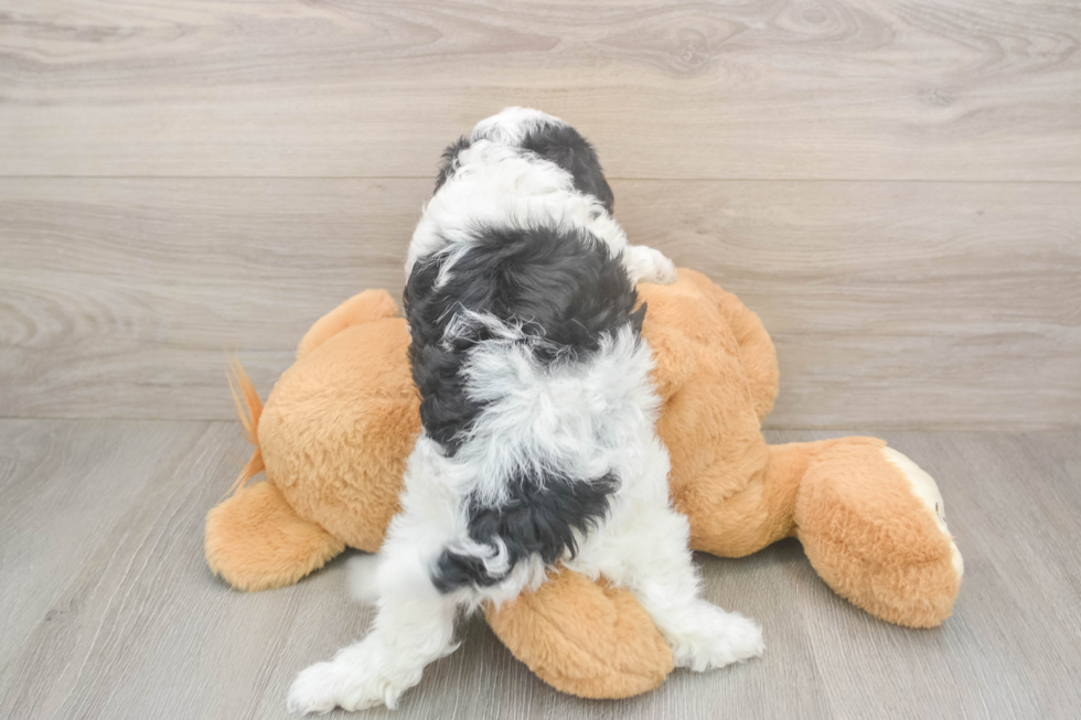 Fluffy Cavapoo Poodle Mix Pup