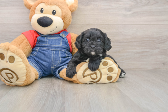 Hypoallergenic Cavadoodle Poodle Mix Puppy