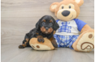 Best Cavapoo Baby