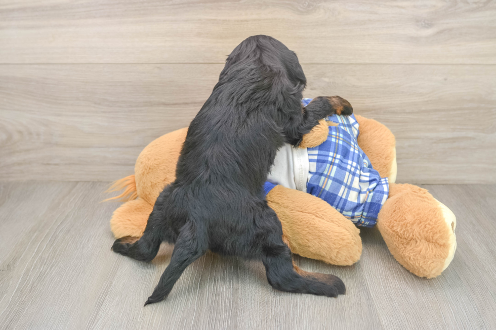 Popular Cavapoo Poodle Mix Pup