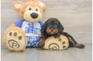 Cavapoo Puppy for Adoption