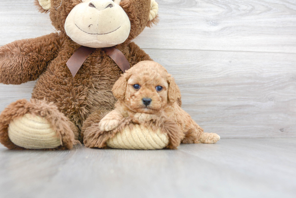 Cavapoo Puppy for Adoption