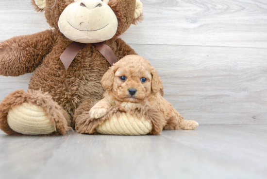 Cavapoo Puppy for Adoption