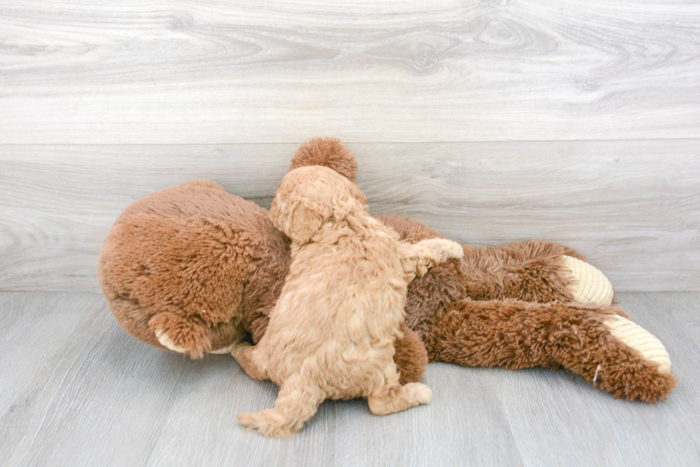 Cavapoo Pup Being Cute