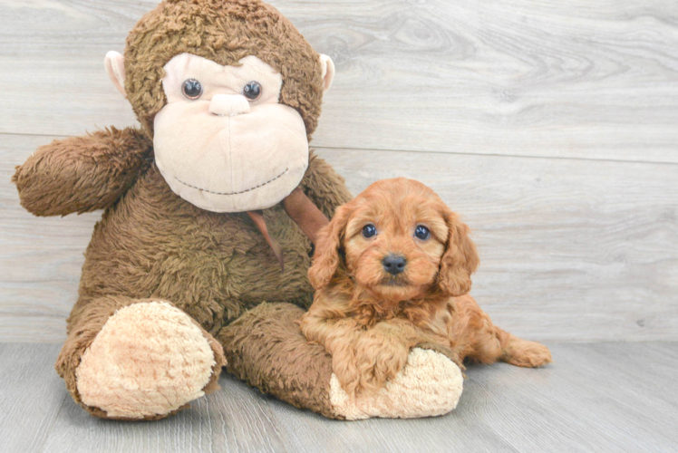 Playful Cavoodle Poodle Mix Puppy