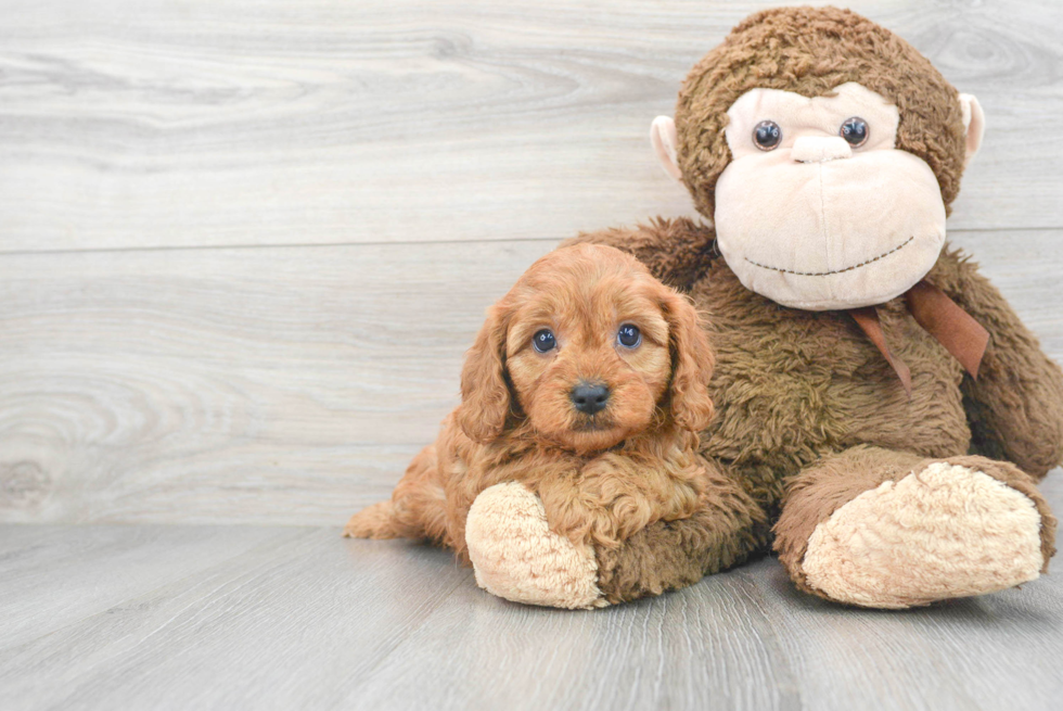 Cavapoo Puppy for Adoption