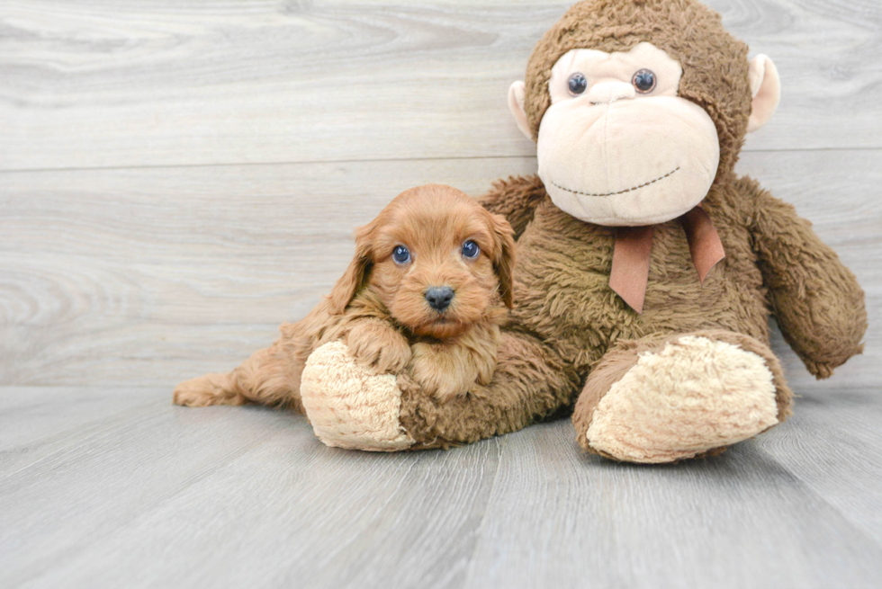 Hypoallergenic Cavoodle Poodle Mix Puppy