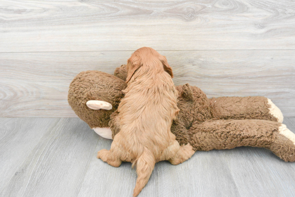 Little Cavoodle Poodle Mix Puppy