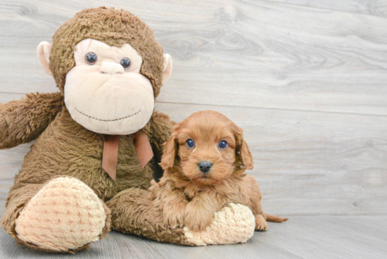 Cavapoo Puppy for Adoption