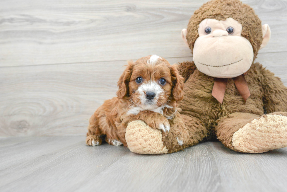 Sweet Cavapoo Baby