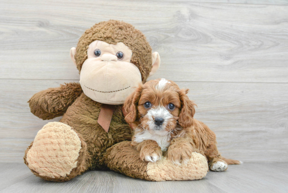 Best Cavapoo Baby