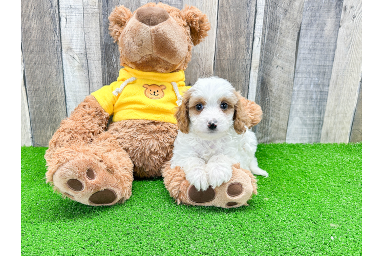 Energetic Cavoodle Poodle Mix Puppy