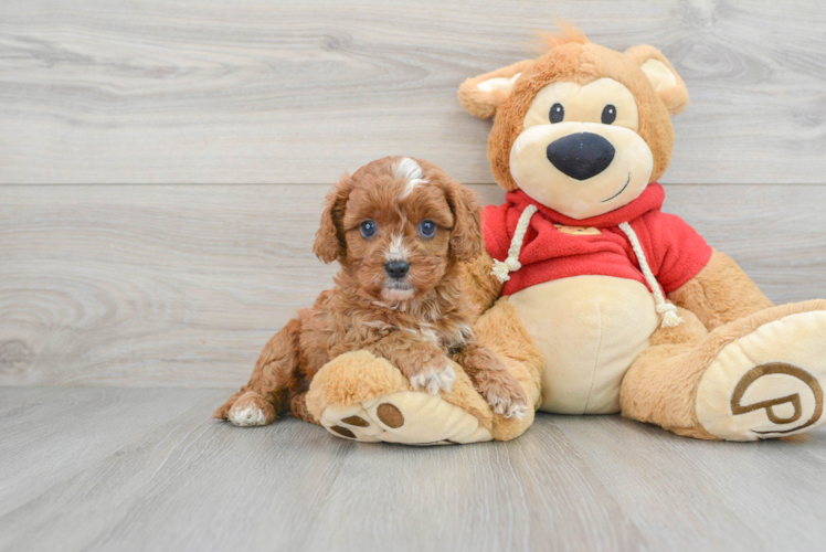 Cavapoo Puppy for Adoption