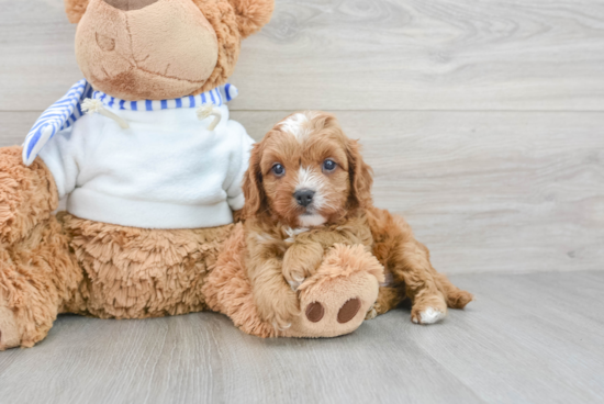 Popular Cavapoo Poodle Mix Pup