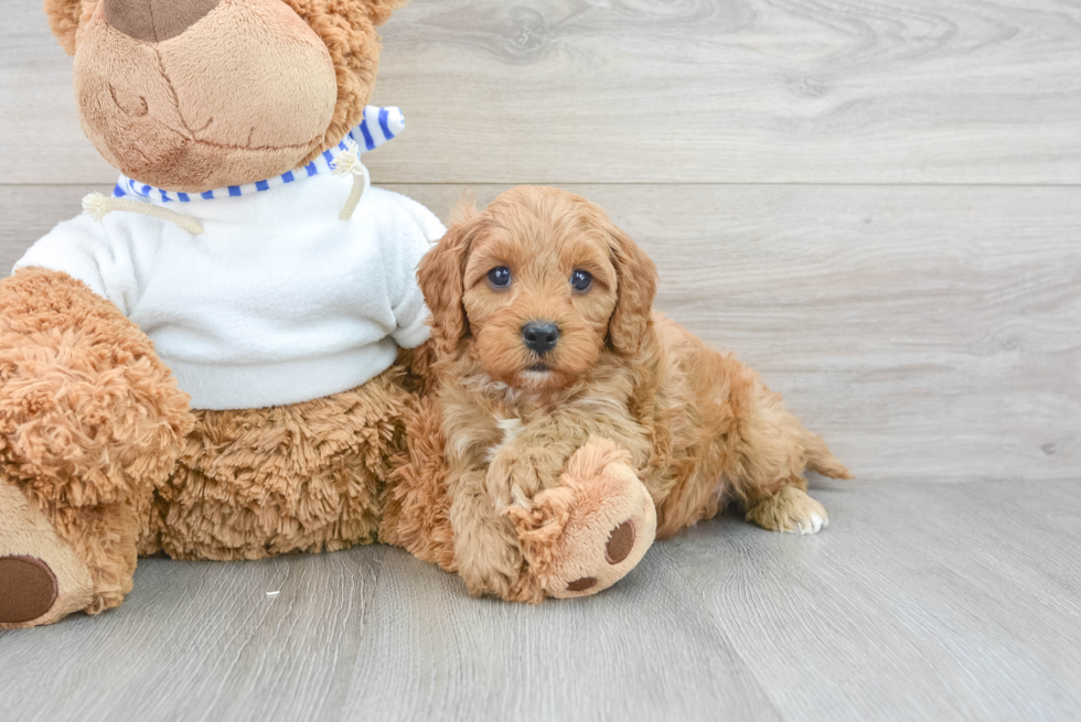 Little Cavoodle Poodle Mix Puppy