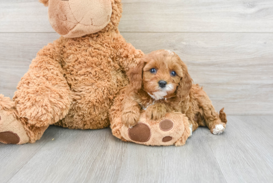 Cavapoo Pup Being Cute