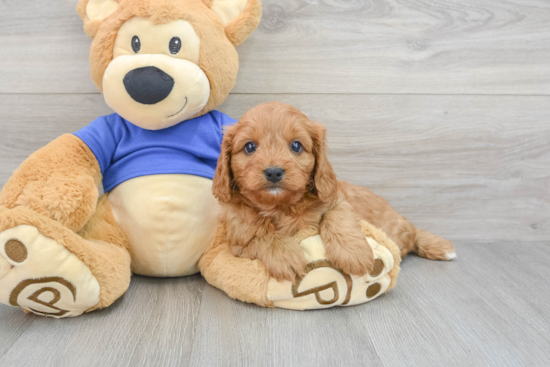 Best Cavapoo Baby