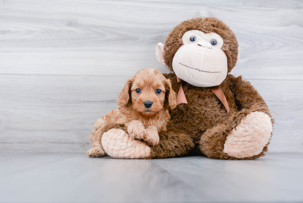 Cavapoo Puppy for Adoption