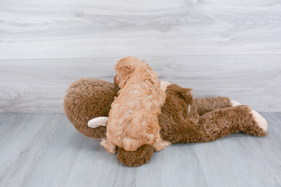 Smart Cavapoo Poodle Mix Pup