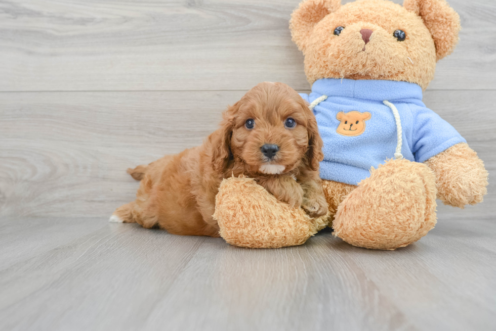 Cavapoo Pup Being Cute