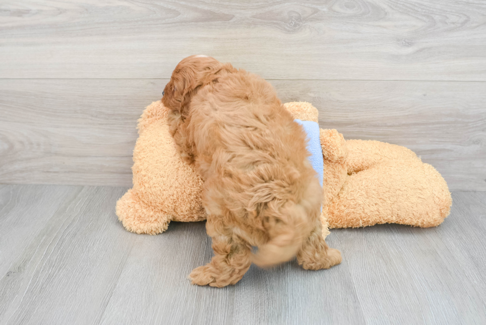 Fluffy Cavapoo Poodle Mix Pup