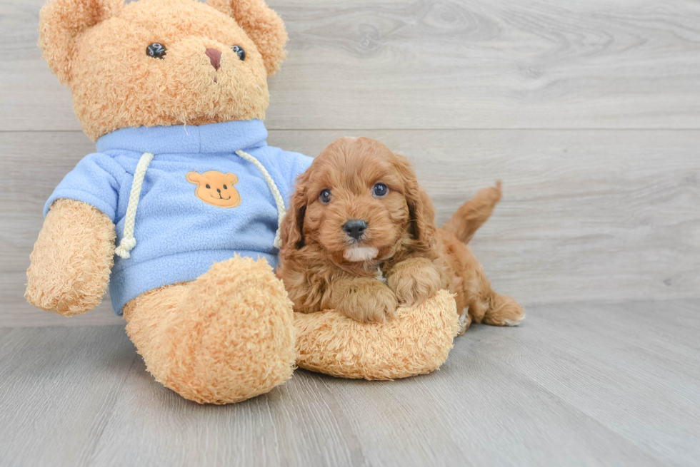 Cavapoo Puppy for Adoption