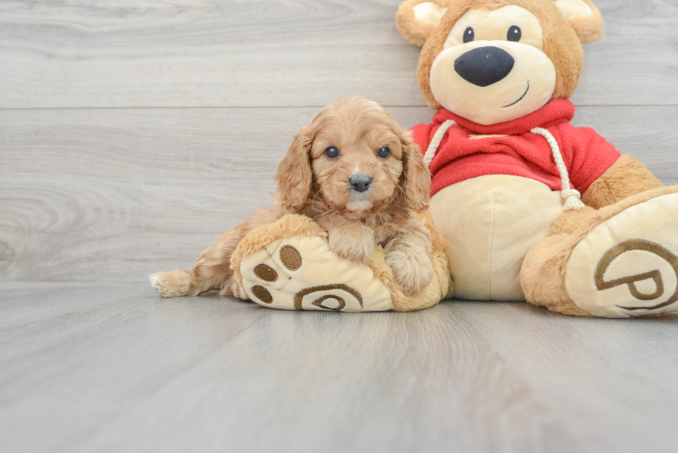 Popular Cavapoo Poodle Mix Pup