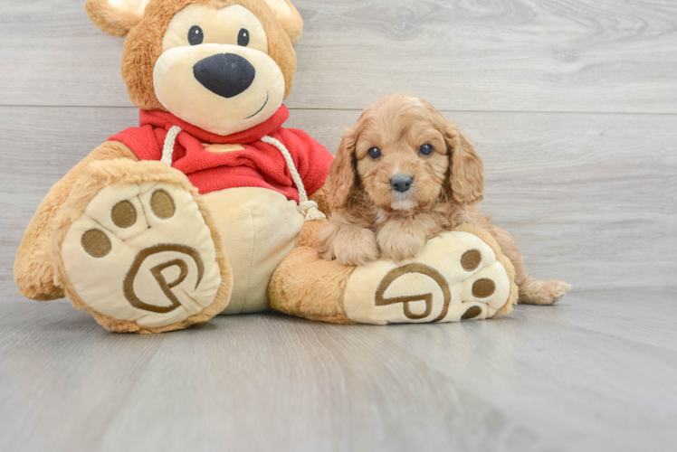 Petite Cavapoo Poodle Mix Pup