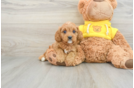 Cavapoo Puppy for Adoption