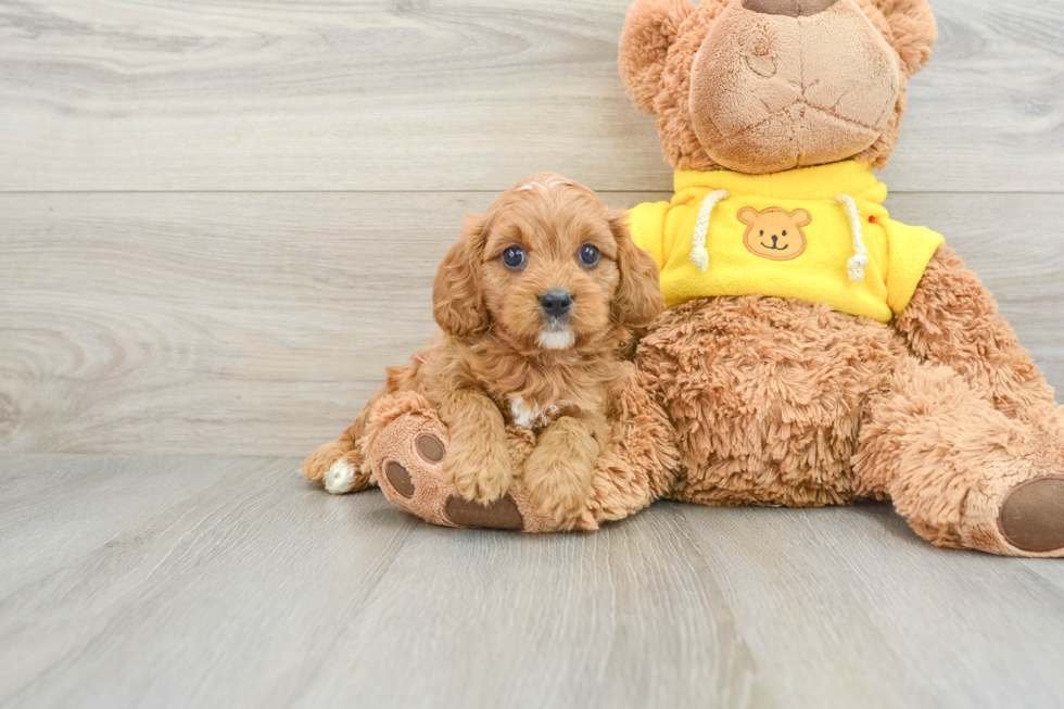 Cavapoo Puppy for Adoption