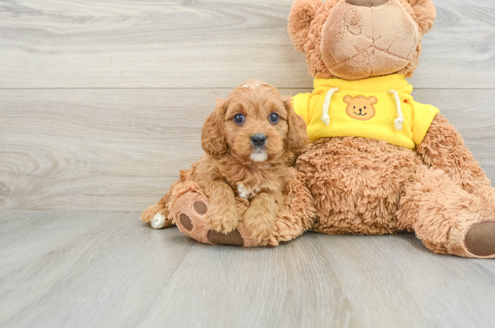 6 week old Cavapoo Puppy For Sale - Premier Pups