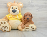 8 week old Cavapoo Puppy For Sale - Premier Pups