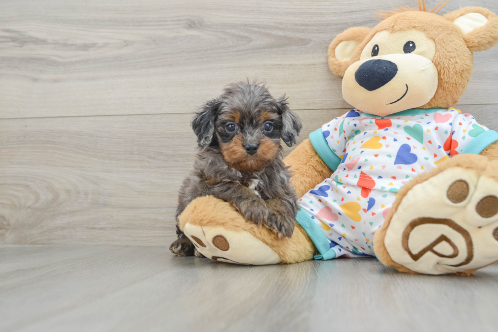 Cavapoo Pup Being Cute