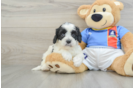 Cavapoo Puppy for Adoption