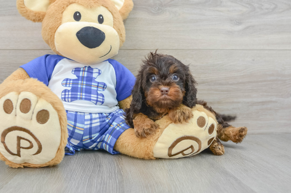 5 week old Cavapoo Puppy For Sale - Premier Pups