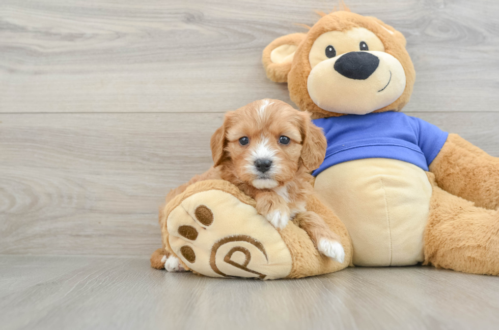 5 week old Cavapoo Puppy For Sale - Premier Pups
