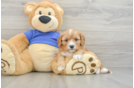 Cute Cavapoo Baby