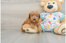 Cavapoo Puppy for Adoption