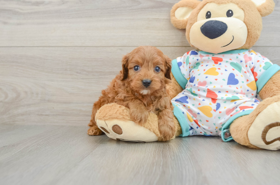 6 week old Cavapoo Puppy For Sale - Premier Pups