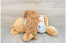Adorable Cavalier King Charles Spaniel and Poodle Mix Poodle Mix Puppy