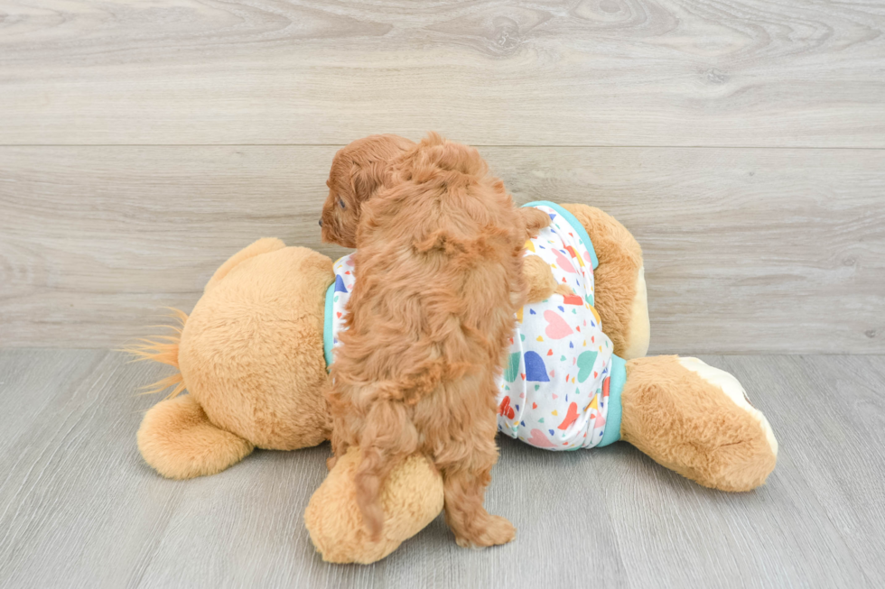 Adorable Cavalier King Charles Spaniel and Poodle Mix Poodle Mix Puppy