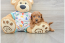 Fluffy Cavapoo Poodle Mix Pup