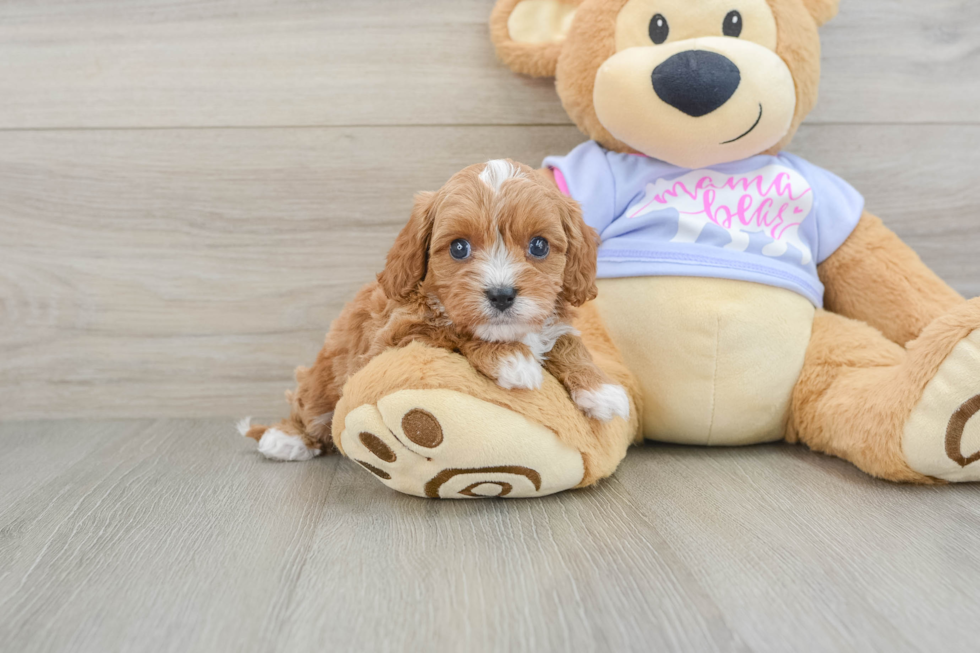 Best Cavapoo Baby