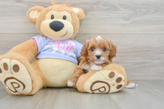 Cavapoo Pup Being Cute
