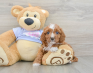 8 week old Cavapoo Puppy For Sale - Premier Pups