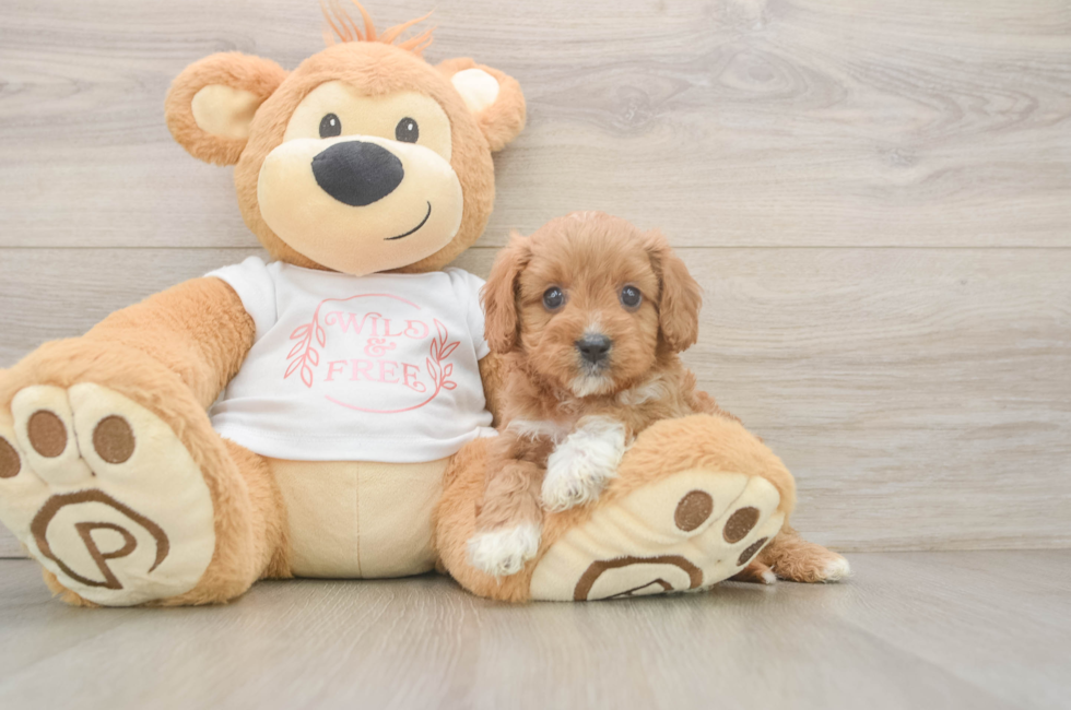 5 week old Cavapoo Puppy For Sale - Premier Pups
