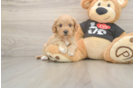 Popular Cavapoo Poodle Mix Pup