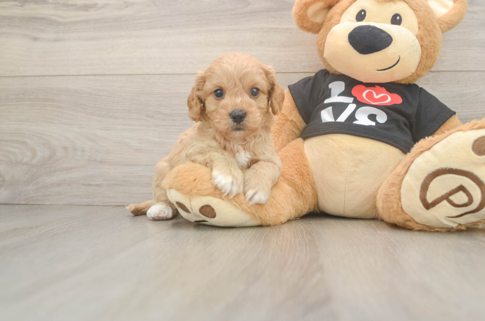 5 week old Cavapoo Puppy For Sale - Premier Pups